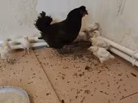 Chickens — Foto 1
