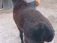 Qoç, Tian-Shan semifinewool sheep — foto 1