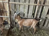 公山羊, Nubian Goat — 照片 2