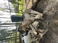 Billy Goat, LaMancha goats — photo 1