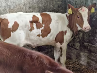 Vaca, Ganado vacuno — foto 4