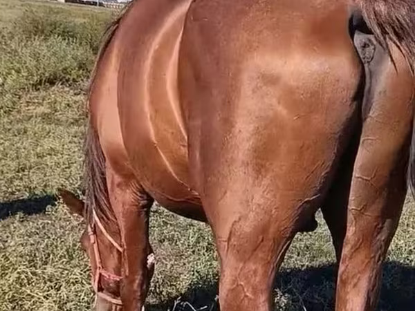 घोड़ा, Thoroughbred horse