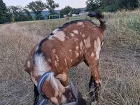 تيس, Nubian Goat — الصورة 5