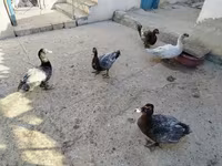 Hausente — Foto 1