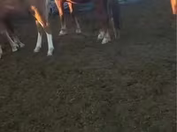 Aygʻir, Kazakh horse — 1-rasm