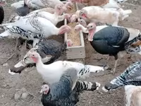 Turkeys — foto 3