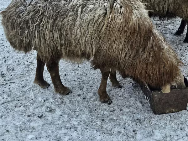 Qoç, Hissar sheep