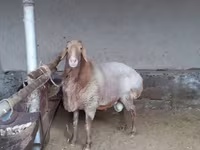 Widder, Arashan sheep — Foto 1