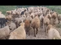 Oveja, Ovejas — foto 3