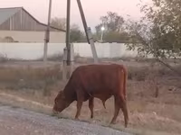 ثور, الماشية — الصورة 4
