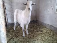 Ziege, Alpine goat — Foto 4