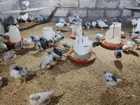 Chickens — Foto 2