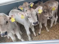 Rinder (Partie, Geschlecht nicht angegeben), Simmental cattle — Foto 3