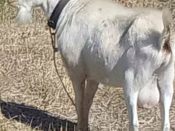 Ziegenbock, Saanen goat