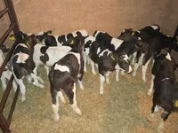 Bulle, Russian Black pied cattle — Foto 5