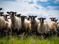 公羊, Romanov sheep — 照片 2