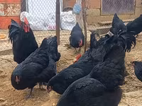 Australorp — Foto 3