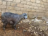 عنزة, الماعز — الصورة 2