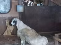 公羊, Sheep — 照片 2