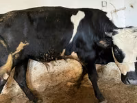 Корова, Russian Black pied cattle — фото 8