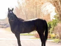 公马, Thoroughbred horse — 照片 4