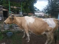 Sigir, Simmental cattle — 2-rasm