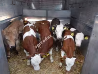 Bull, Limousin cow — photo 3