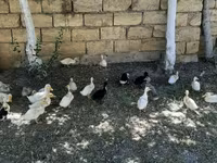 German Pekin — photo 1
