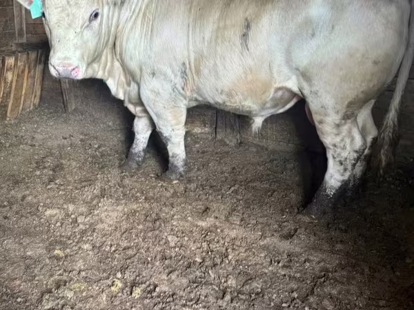 Buğa, Simmental cattle