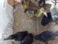 Ducks — foto 2