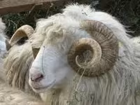 Ziegenbock, Ziegen — Foto 3
