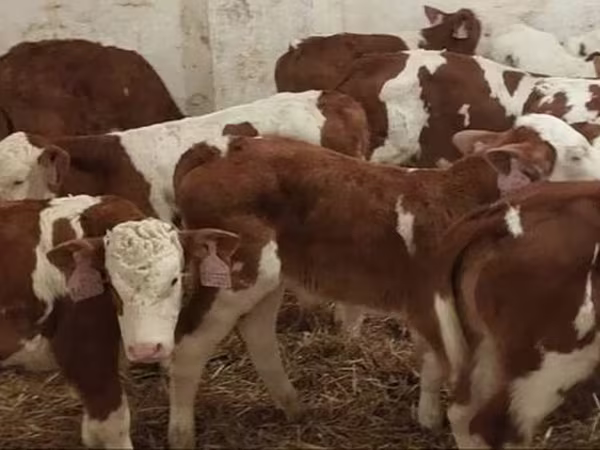 ثور, Simmental cattle