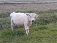 Toro, Vaca Galloway — foto 2