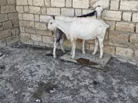 Cabra, Cabras — foto 6