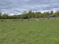 Oveja, Precoce sheep — foto 2