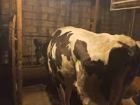 Vaca, Raza Holstein — foto 1