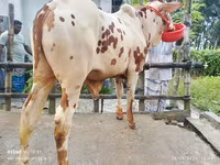 Bull, Cattle — photo 1