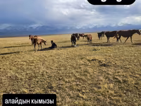 Кымыз, саамал, В розницу, Самовывоз, Бесплатная доставка, Платная доставка — foto 1