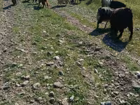 Keçilər (partiya, cinsi göstərilməyib), Keçilər — foto 4