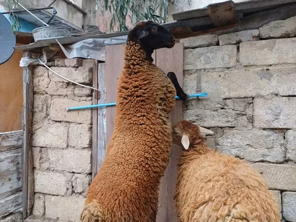 Widder, Blackheaded Persian sheep