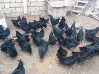 Australian Pit Game fowl — photo 6