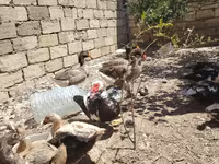 pato criollo doméstico — foto 5