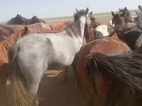 Toychoq, Horse breed — 2-rasm