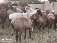 公羊, Sheep — 照片 8