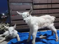 Cabra, Saanen goat — foto 3