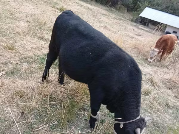 Bulle, Aberdeen-Angus