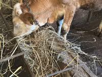 Vaca, Simmental cattle — foto 3