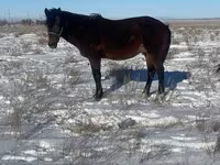 حصان, Kazakh horse — الصورة 1