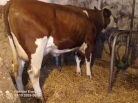Kuh, Simmental cattle — Foto 6