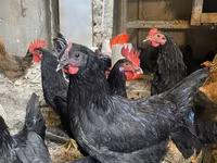 Australorp — Foto 4